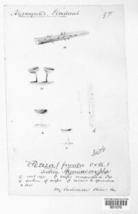 Hymenoscyphus fucatus image